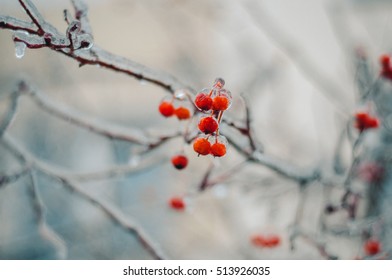 the frozen branches of a mountain ash
