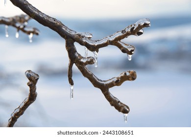 frozen branches trees snow winter cold sunshine - Powered by Shutterstock