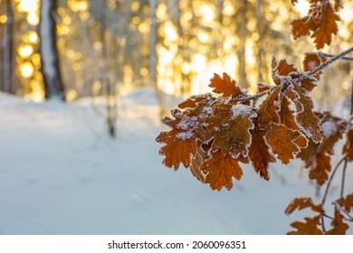 Frozen Nature Images, & Vectors | Shutterstock