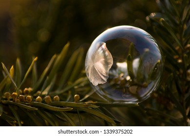 frozen bubbles , soap bubbles