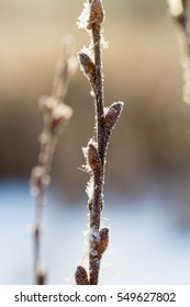 Frozen buds