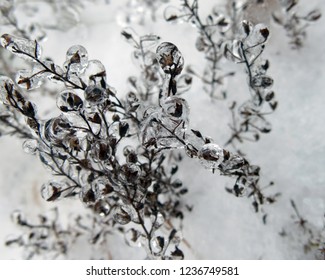                                Frozen bushes after a snowstorm