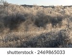 Frozen bushes and trees covered with frost on the banks of the Setsuri river. Winter conditions in Hokkaido, Japan.