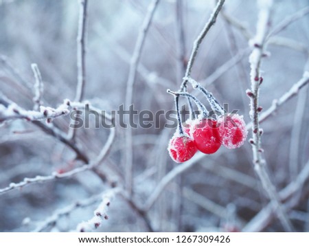 Frozen cherry berries with a bright red color sticking out from a cold gray background of frost and snow.