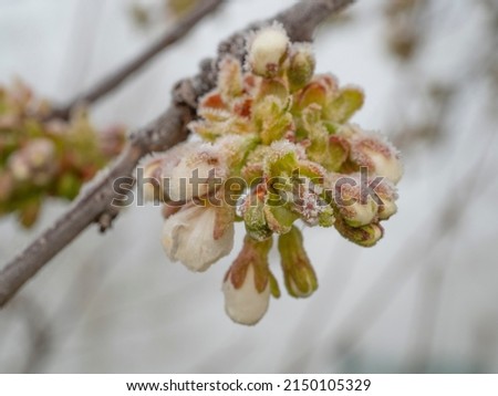 frozen cherry tree in bloom, frost in the growing season,  flowers damaged in April