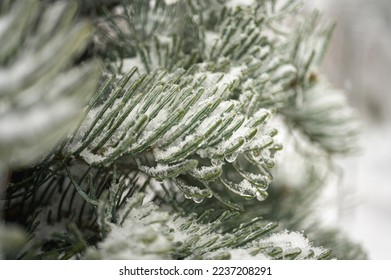 Frozen conifer branches, pine trees in ice in white winter. Close up view