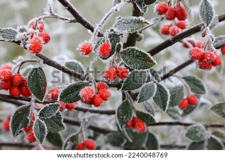 Frozen Cotoneaster berries, Derbyshire England
