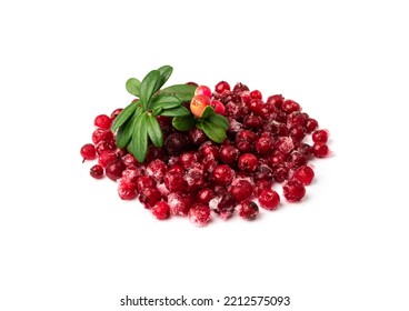 Frozen Cowberry Isolated. Iced Lingonberry Pile, Frosty Red Berries, Frozen Whortleberry Heap, Mountain Cranberry, Partridgeberry, Frosted Bearberries On White Background