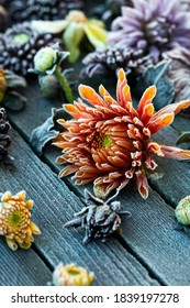 Frozen Dahlias Flowers In Autumn Garden.