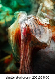 Frozen Dead Hosta Leaves In The Pond. Abstract Geometry And Textures Of The Garden Plant In Winter.