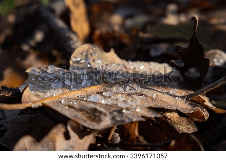 frozen dew on brown leaves during winter in the forest