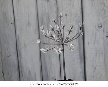 
Frozen Dill Plant On Wooden Background