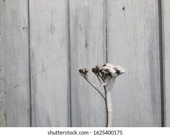 
Frozen Dill Plant On Wooden Background