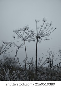 Frozen Dill Umbels In The Winter Garden