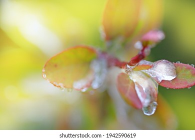 Frozen Drops Of Icy Conditions On Green Leaves, Weather Anomalies.