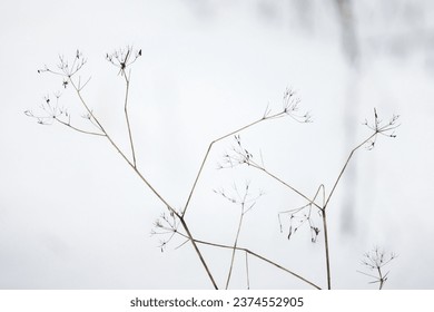 Frozen dry flowers of ground elder on blurred white snow background, natural photo taken on a cold winter day. Aegopodium podagraria - Powered by Shutterstock