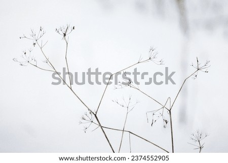 Frozen dry flowers of ground elder on blurred white snow background, natural photo taken on a cold winter day. Aegopodium podagraria