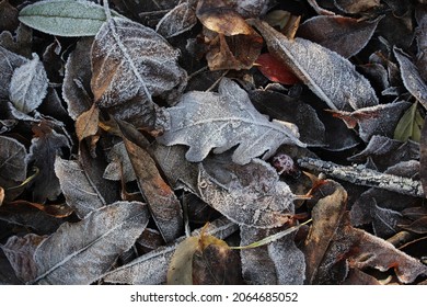frozen fallen leaves on the ground in autumn