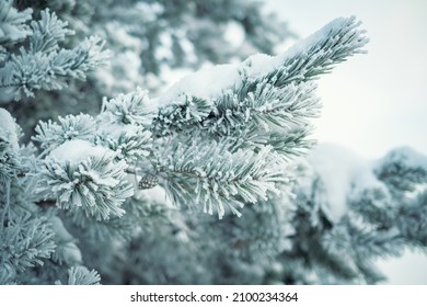 Frozen Fir branches in the forest covered with frost. A frosty day and beautiful trees in a winter forest. Snowy landscape and background close-up - Shutterstock ID 2100234364