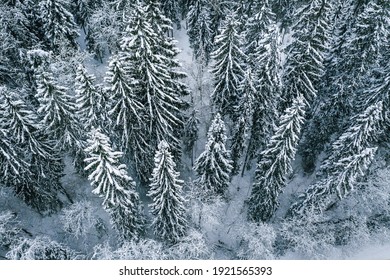 Frozen Fir Tree Forest From Birds Eye Perspective, Winter Time In Nature 