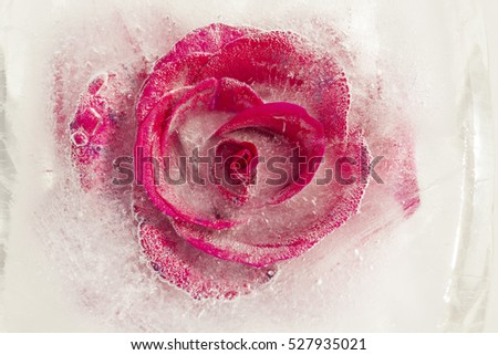 frozen flora - bright red rose frozen into a block of ice