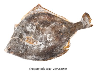 Frozen Flounder