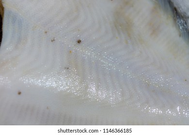 
Frozen Flounder Fish