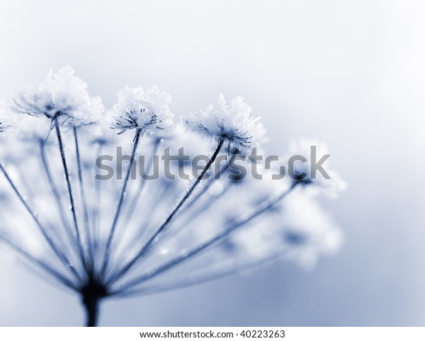 Frozen Flower Blue Tone Very Shallow Stock Photo 40223263 | Shutterstock