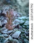 Frozen flower in the garden. Winter flowers covered with ice. Helios m 42 photos with bokeh. Hortensia in winter