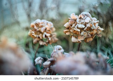 Frozen flower in the garden. Winter flowers covered with ice. Helios m 42 photos with bokeh. Hortensia in winter