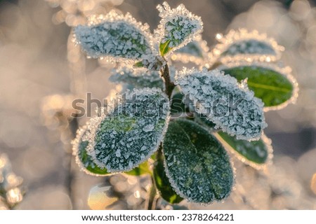 Frozen flower. Frozen plant. Frozen nature