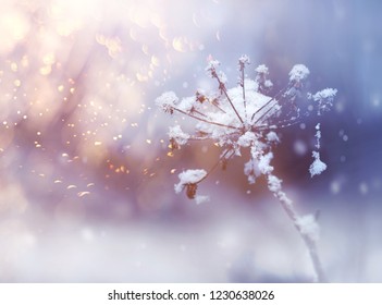 Frozen Flower Twig In Beautiful Winter Snowfall Crystals Glitter Background