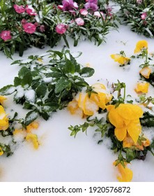 Frozen Flowers Under Snow. Houston, Texas