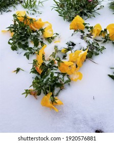 Frozen Flowers Under Snow. Houston, Texas