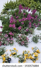 Frozen Flowers Under Snow. Houston, Texas