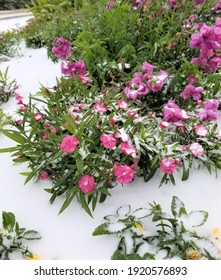 Frozen Flowers Under Snow. Houston, Texas