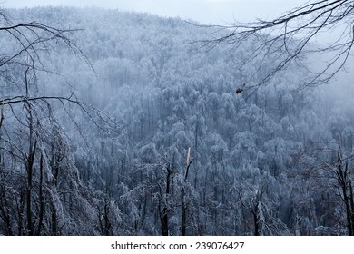 Frozen forest