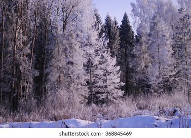 frozen forest