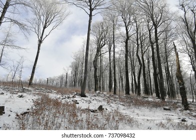 frozen forest