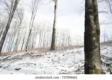frozen forest