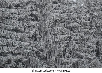Frozen Forest