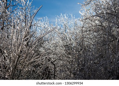 Frozen Forest After Ice Storm On Whitefish Island, Ontario, Canada