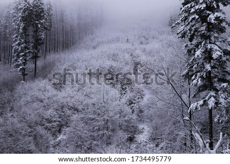 Frozen forest hidden to haze in Beskydy mountains, czech republic, europe. Breathtaking depressed atmosphere with the main colors white and gray