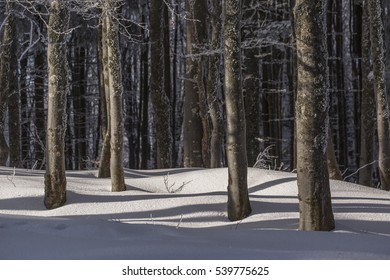 frozen forest in sunlight