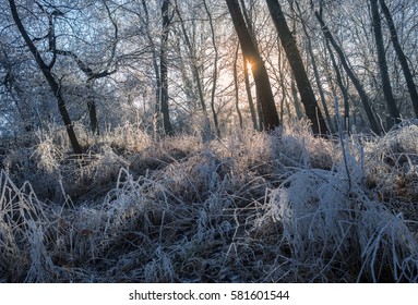 frozen forest in sunset