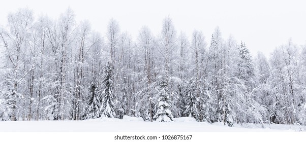 Frozen Forrest In Rovaniemi Finland