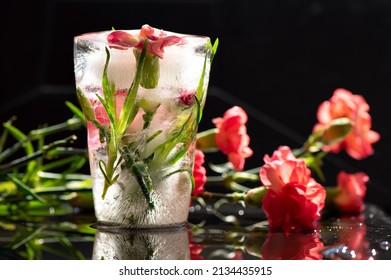 Frozen And Fresh Carnation Flowers On The Dark Background With Copy Space For Text . Soft Selective Focus On Ice. Condolence Card, Deepest Sympathy Card, Remembering You Card.