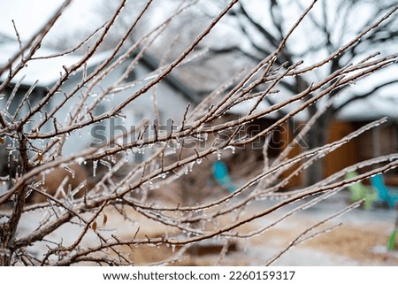 Frozen fruit tree branches in the ice at front yard garden with house porch background suburbs Dallas, Texas, USA. Frosted icicle dormant tree after ice storm severe weather damage during cold months