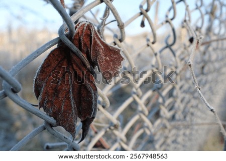 Similar – Image, Stock Photo Snow-covered wire mesh fence