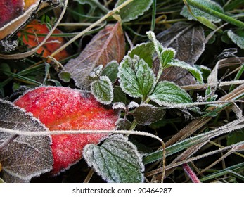 Frozen grass